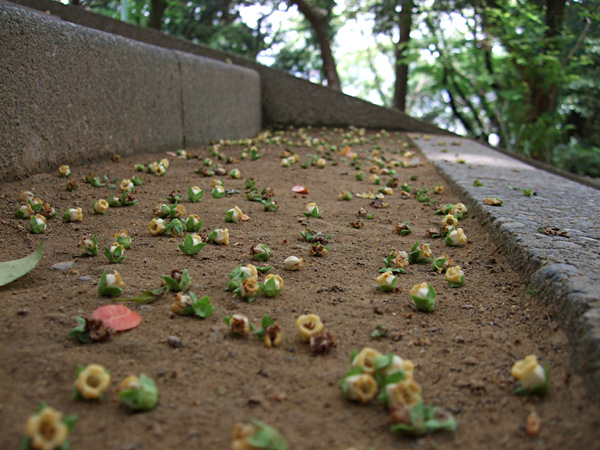 階段の上に落ちた木の実
