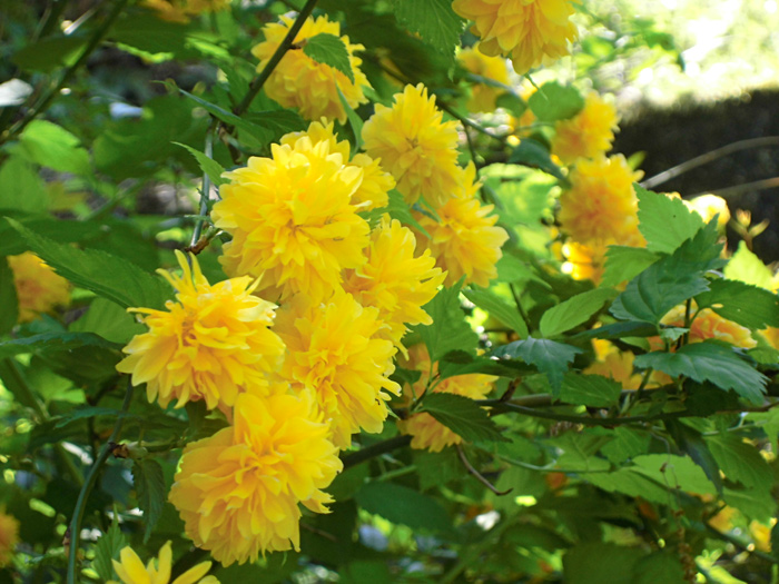 賤機山古墳の花