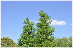 青空の下　鷹匠公園