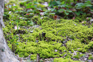 苔