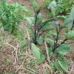 野菜の生育状況