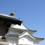駿府城公園　櫓ができてきました