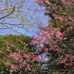 駿府城公園の梅