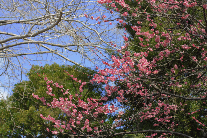 駿府城公園の梅