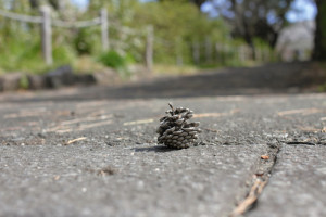 松ぼっくり｜駿府公園