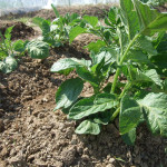 自然農法　じゃがいも、にんじん、トウモロコシ