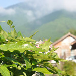 掲載写真の紹介　2014年1月