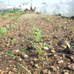 にんじん、じゃがいも、とうもろこしの様子（自然農法）