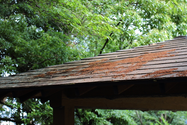 清水公園の中腹