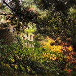 清水公園の紅葉