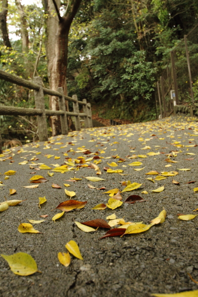 落ち葉