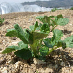 にんじんとトウモロコシの様子（自然農法）