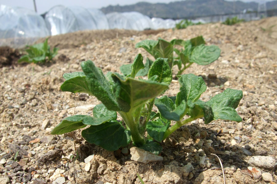 ジャガイモの本葉