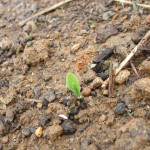 トウモロコシの発芽（自然農法）