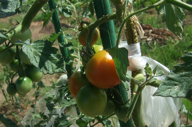 トマトの生育状況