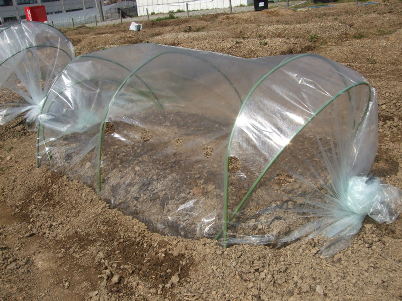 トウモロコシの畝 ビニール